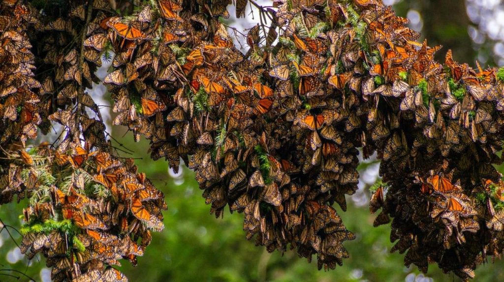 Santuario Mariposa Monarca en Michoacán
