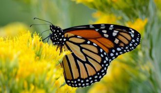 Mariposa Monarca
