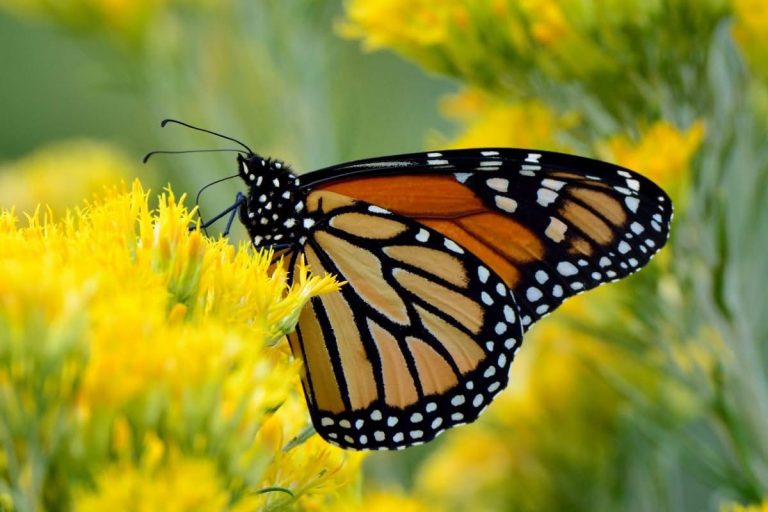 Mariposa monarca: cuál es la mejor fecha para visitarla en Michoacán