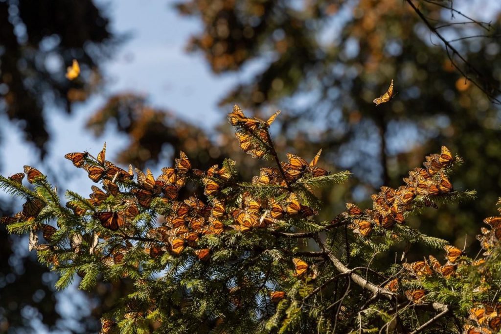 Santuario Mariposa Monarca en Michoacán
