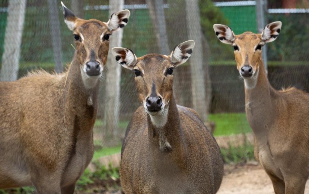 Foto Cortesía: Zoológico Morelia