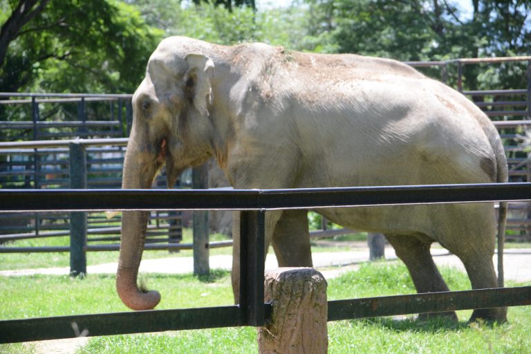 Zoológico de Morelia: precios, horarios, atracciones y cómo llegar