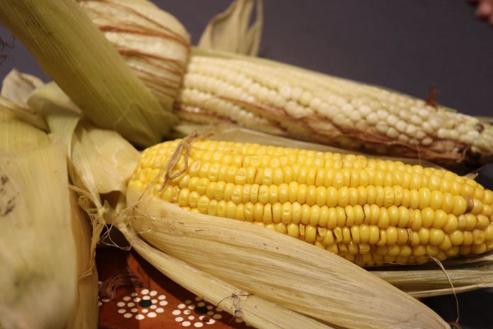 Festival del Elote