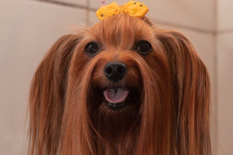 Michoacán será sede de la Copa Monarca de estilismo canino