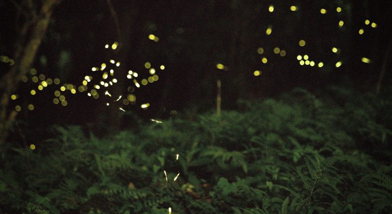 ¿Te gustaría ver las luciérnagas de Tlalpujahua? Aún estás a tiempo